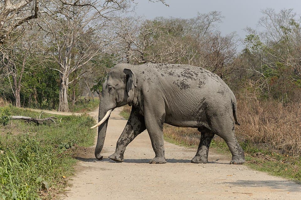 An elephant crossing a track in Kaziranga, on the Assam: Kaziranga and Majuli route