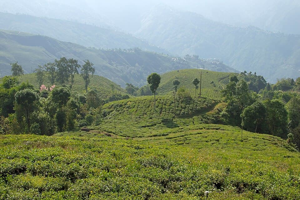 Tea gardens on the hills at Darjeeling, on the Darjeeling, Kalimpong and Sandakphu route
