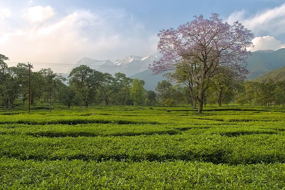 A tea garden in the Kangra valley, below the Dhauladhar range, on the Dharamshala, McLeod Ganj and Bir Billing route