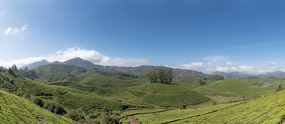 Tea plantations at Munnar, on the Kerala hills: Munnar, Vagamon, Thekkady and Wayanad route