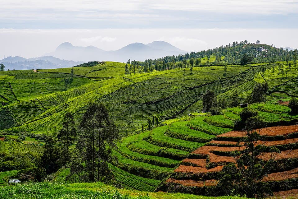 Tea and vegetable fields in the Nilgiris, on the Nilgiris: Bengaluru, Mysuru, Bandipur and Ooty route